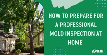 How to Prepare for a Professional Mold Inspection at Home