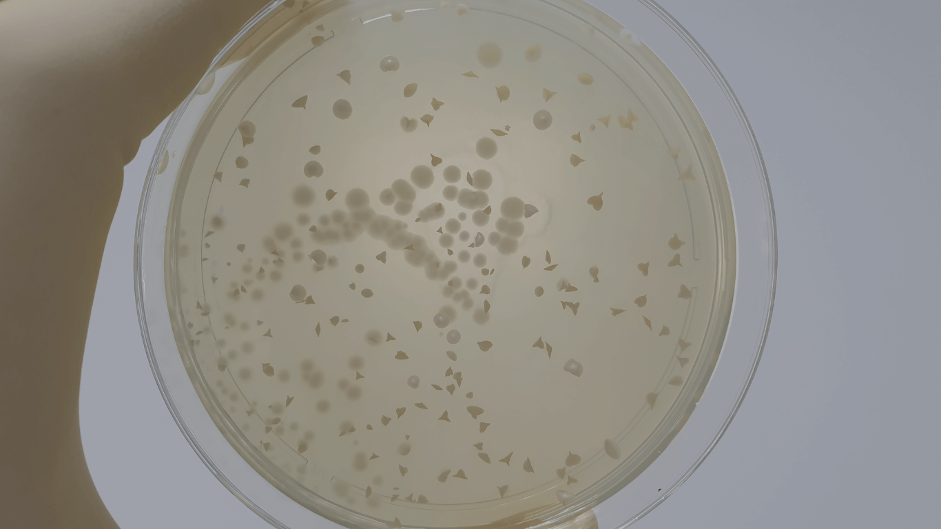 Laboratory mold testing results: A petri dish showing cultured spores and fungal growth after an indoor air quality assessment.