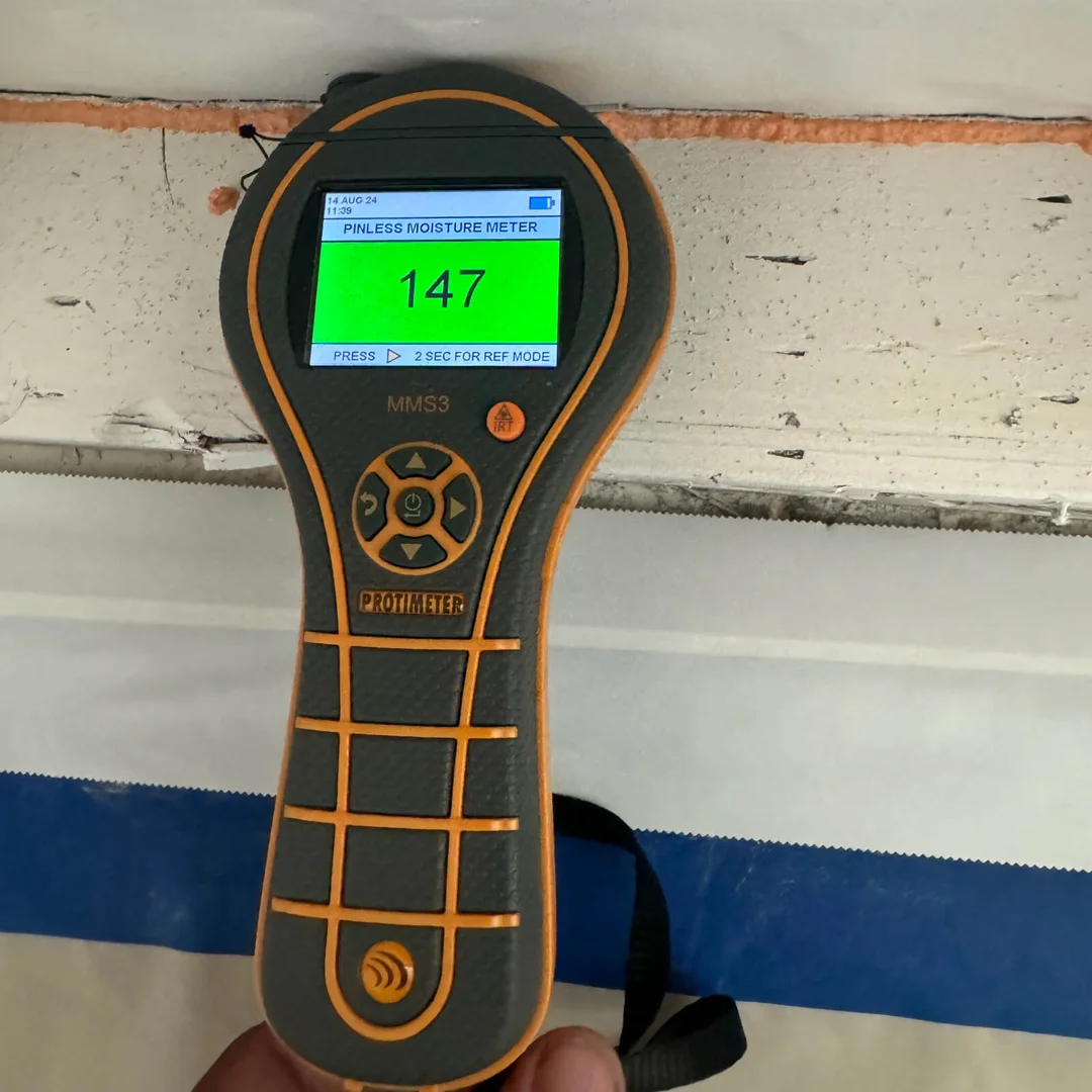 mold inspection service